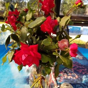 Meet your Posher, Juanita